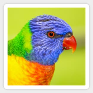 Rainbow Lorikeet Sticker